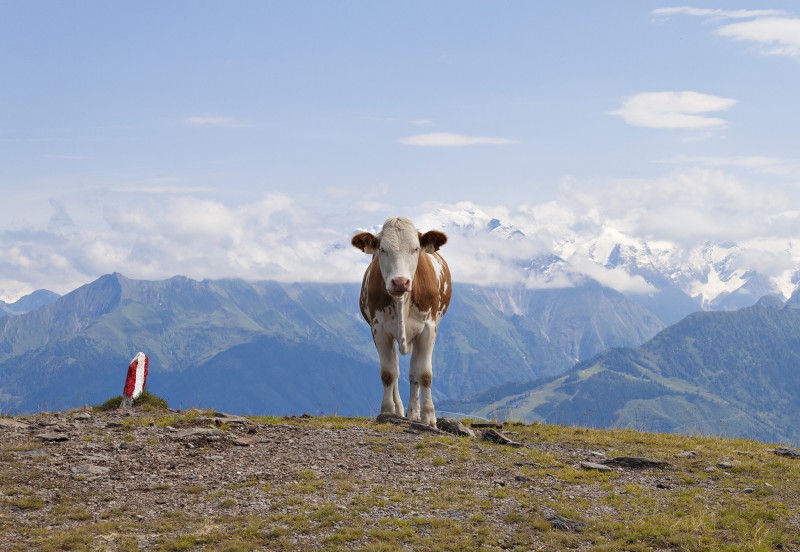 Pinzgauer Kuh vor Alpenkulisse am Roehrer Toerl, Pinzgauer Spaziergang
